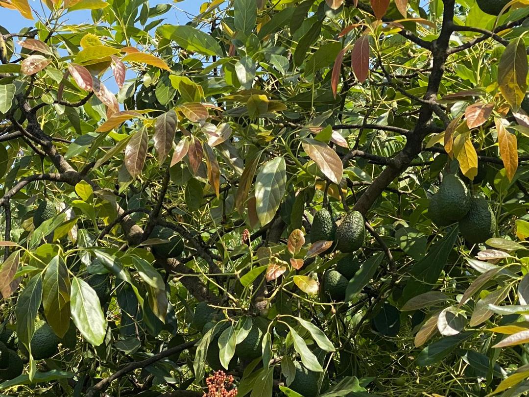 avocado-tree-5
