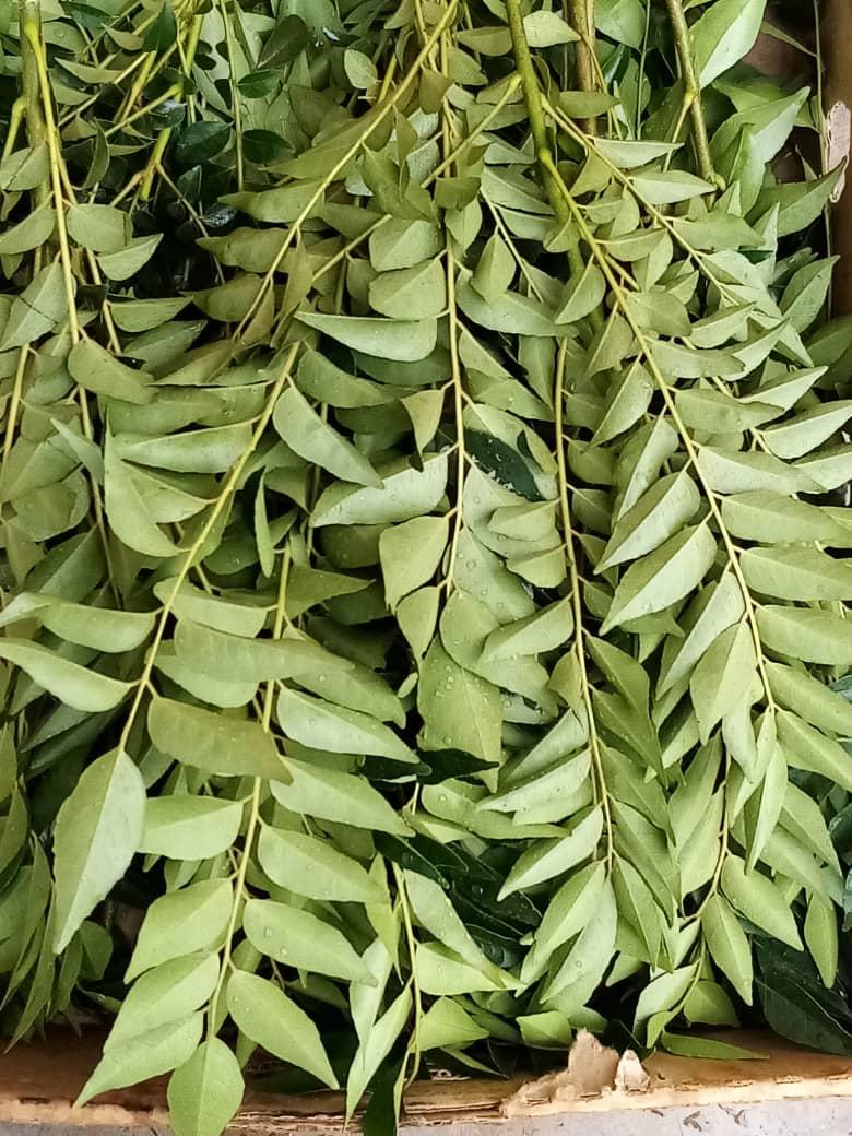 herbs-leaves-2