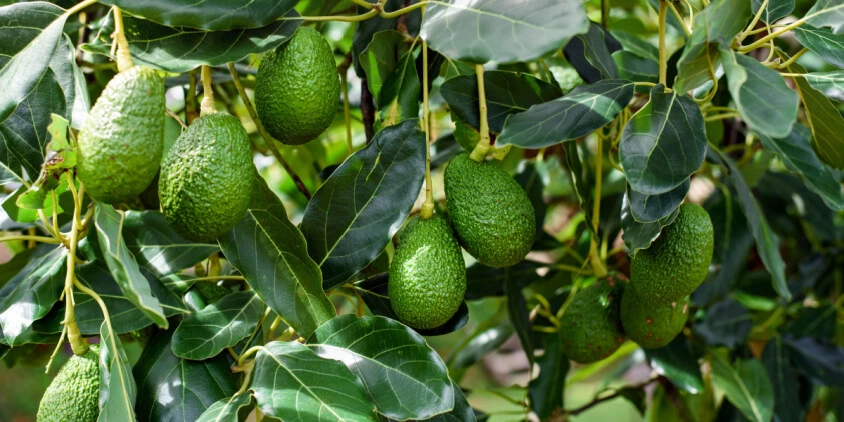 Avocado Tree