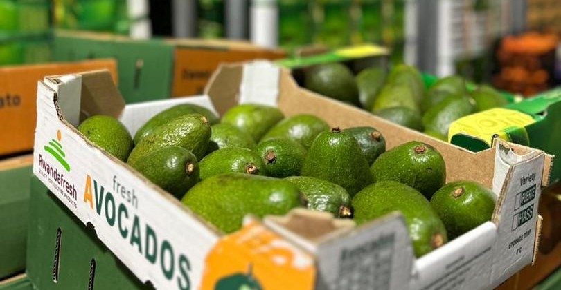 Premium Avocados