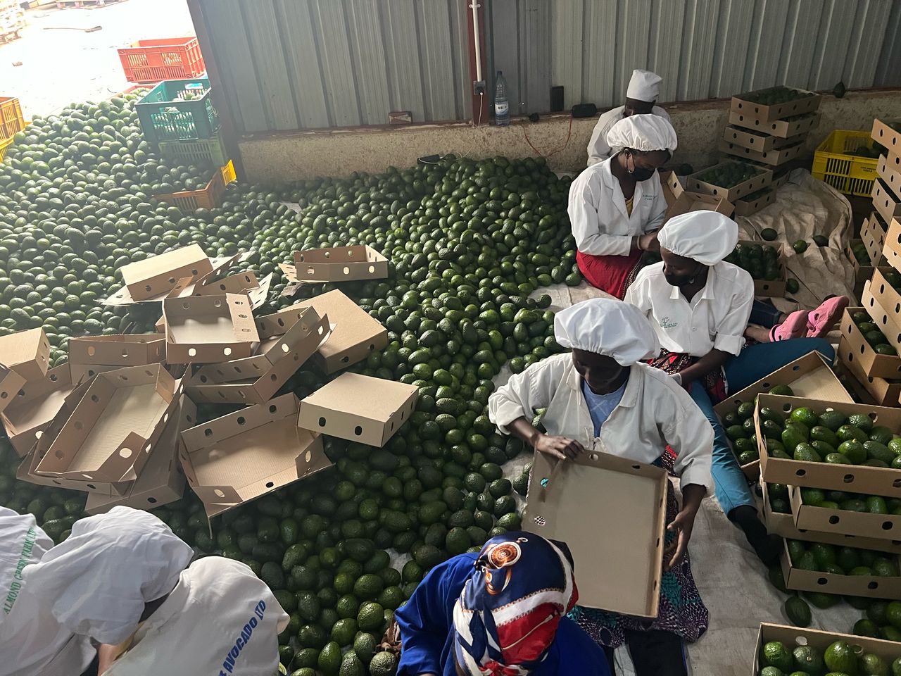 Farm to packhouse transportation