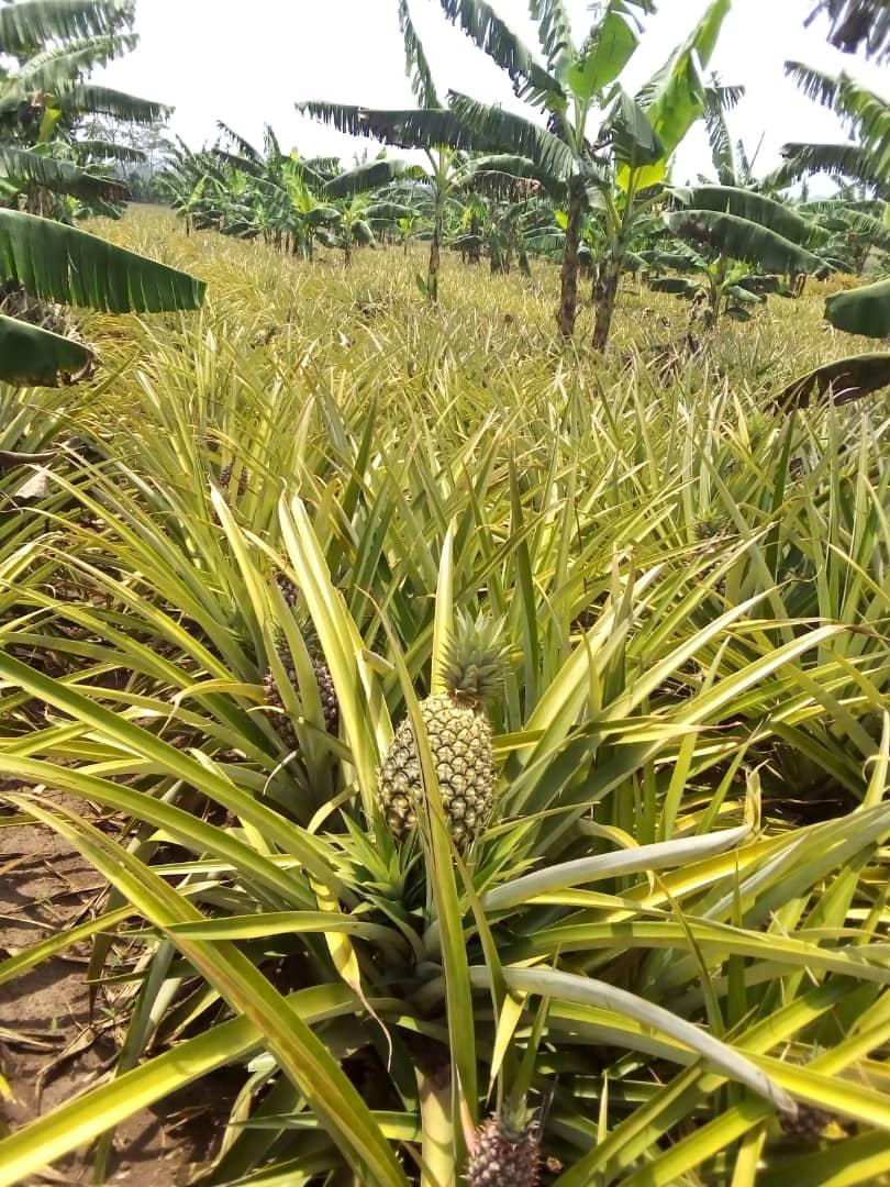 pineapple-farm