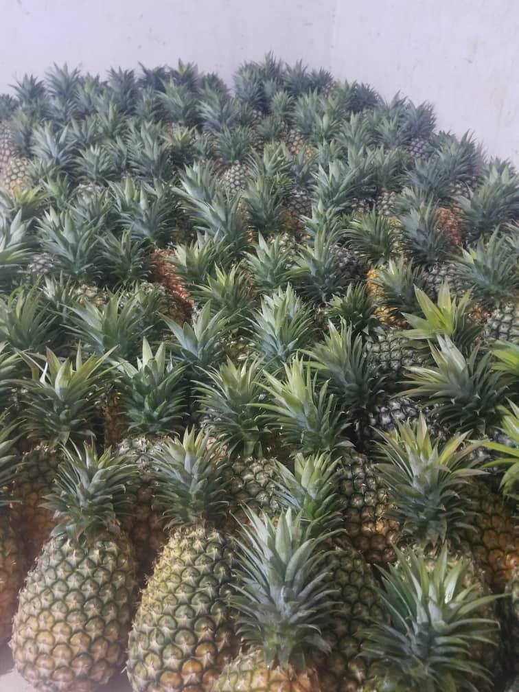 pineapple2