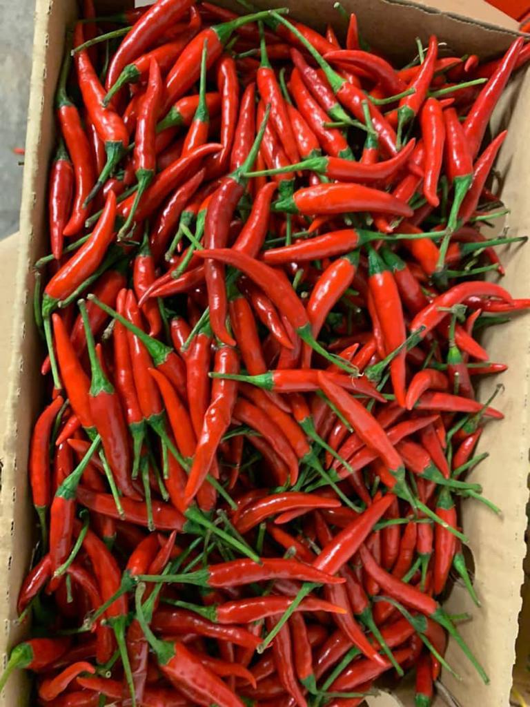 red-chilli