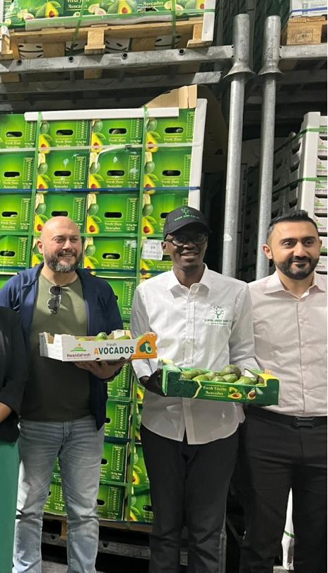 Successful shipment of fresh avocados to the Netherlands