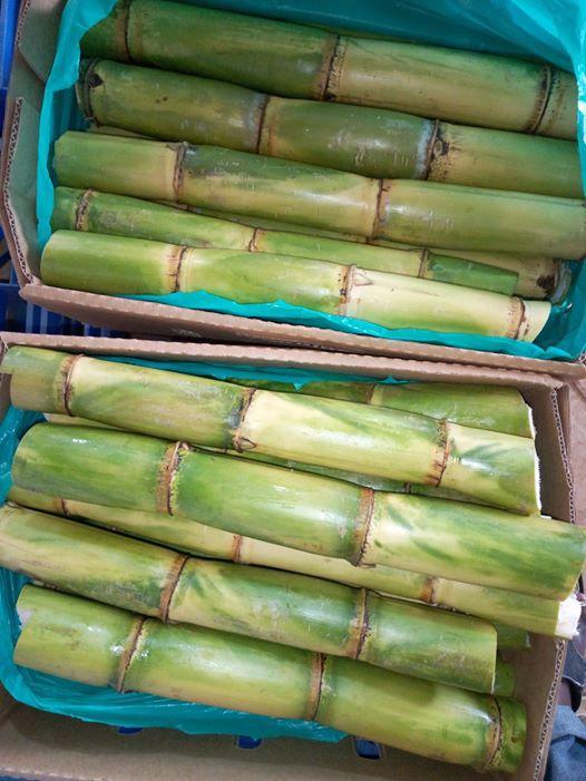 sugarcane